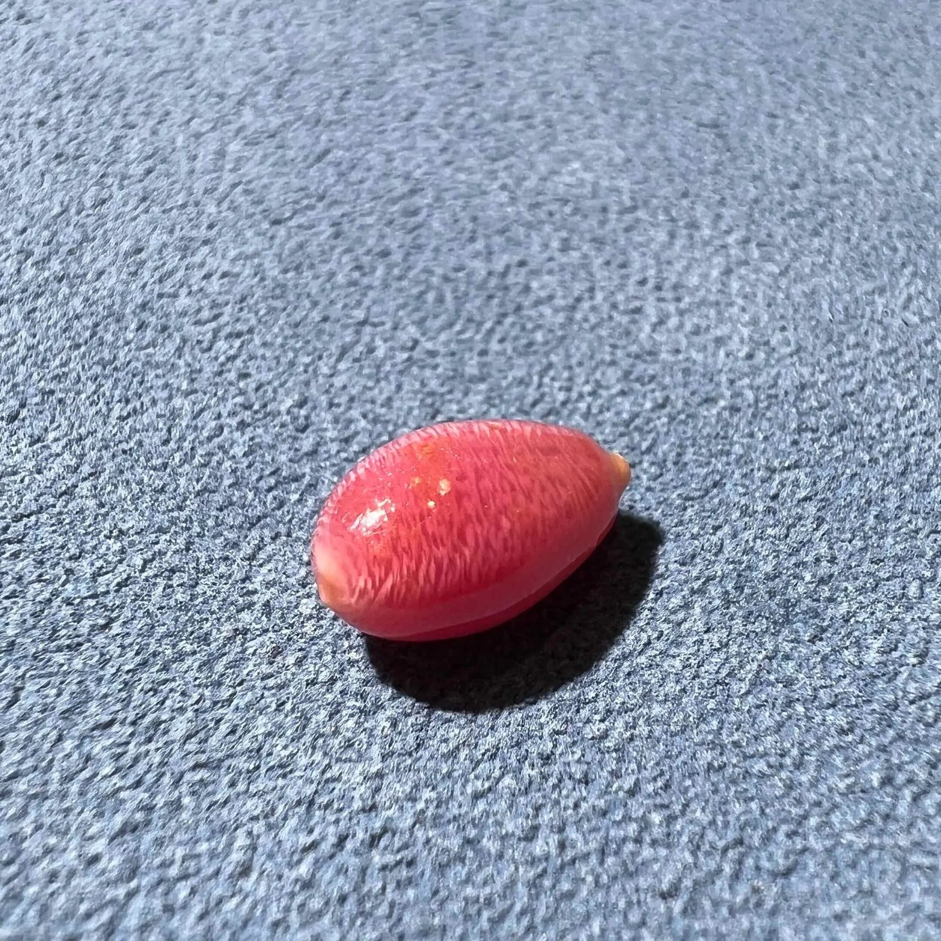 1.92ct Queen Conch Pearl, SKU: B750