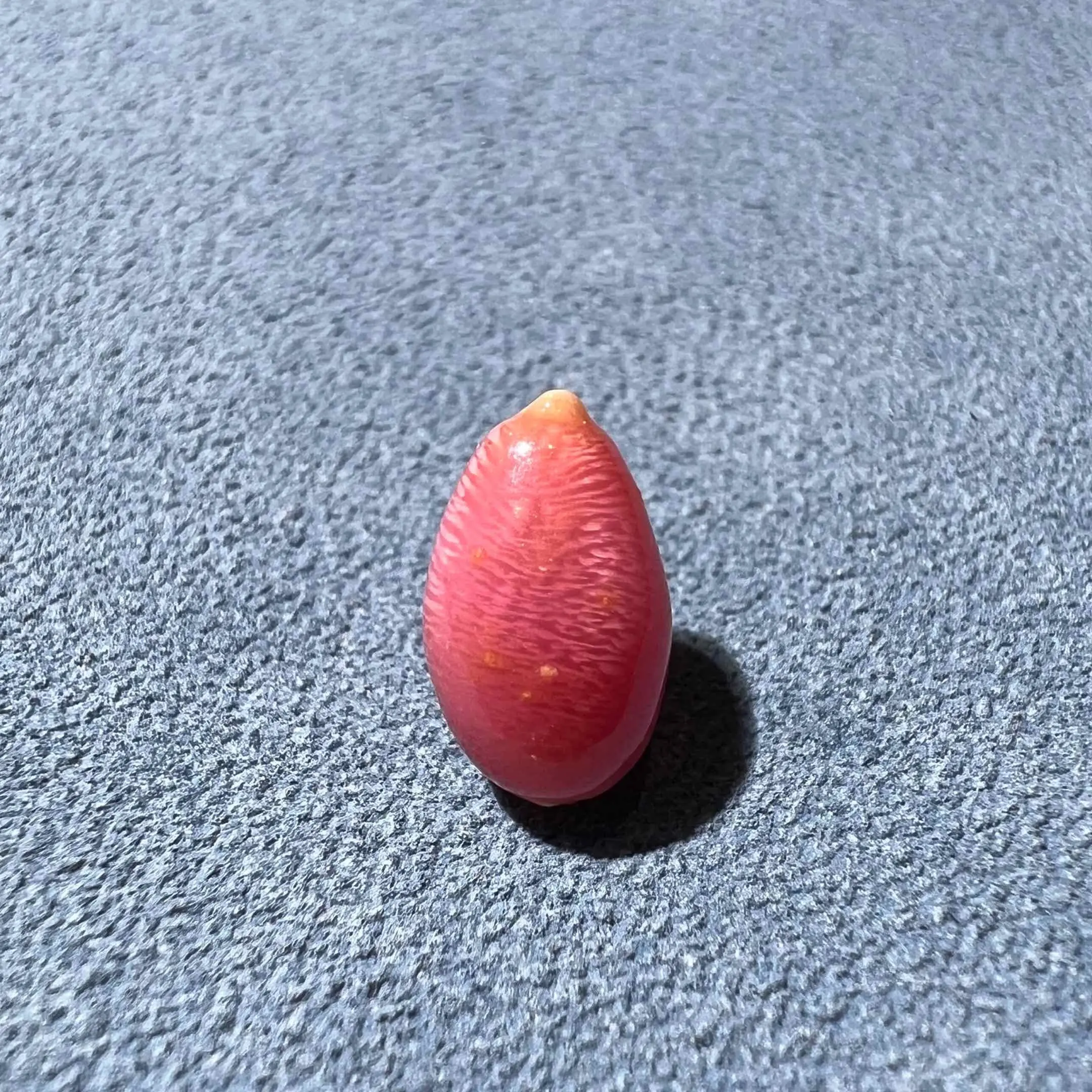 1.92ct Queen Conch Pearl, high-quality Natural Queen Conch Pearl - Image 2