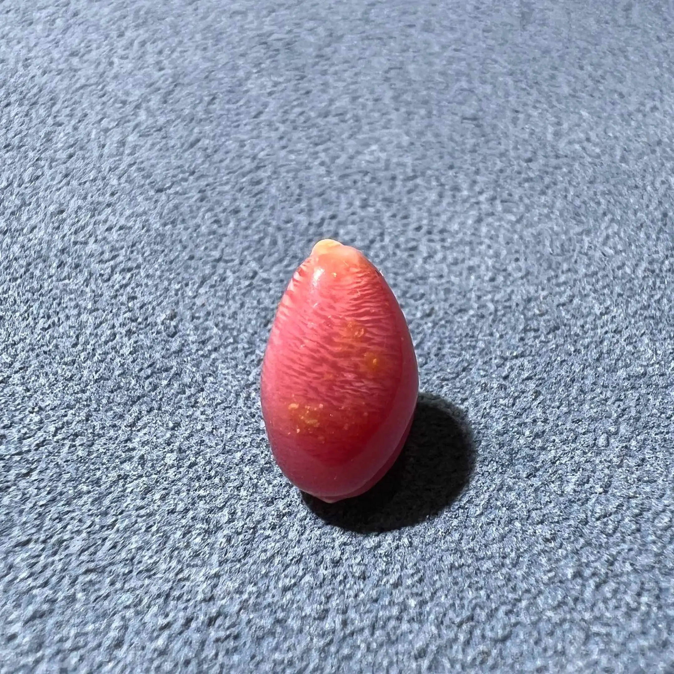 1.92ct Queen Conch Pearl, high-quality Natural Queen Conch Pearl - Image 3