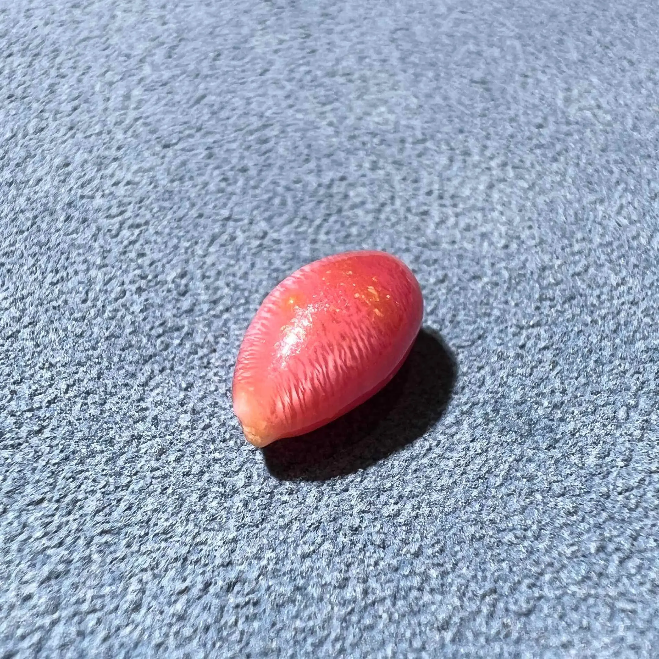1.92ct Queen Conch Pearl, high-quality Natural Queen Conch Pearl - Image 7